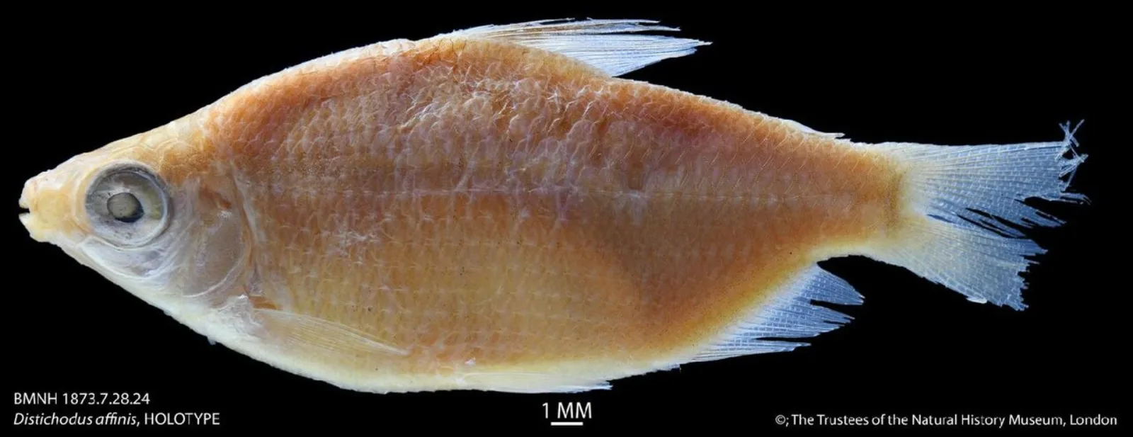Siver distichodus