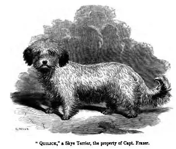 Skye Terrier
