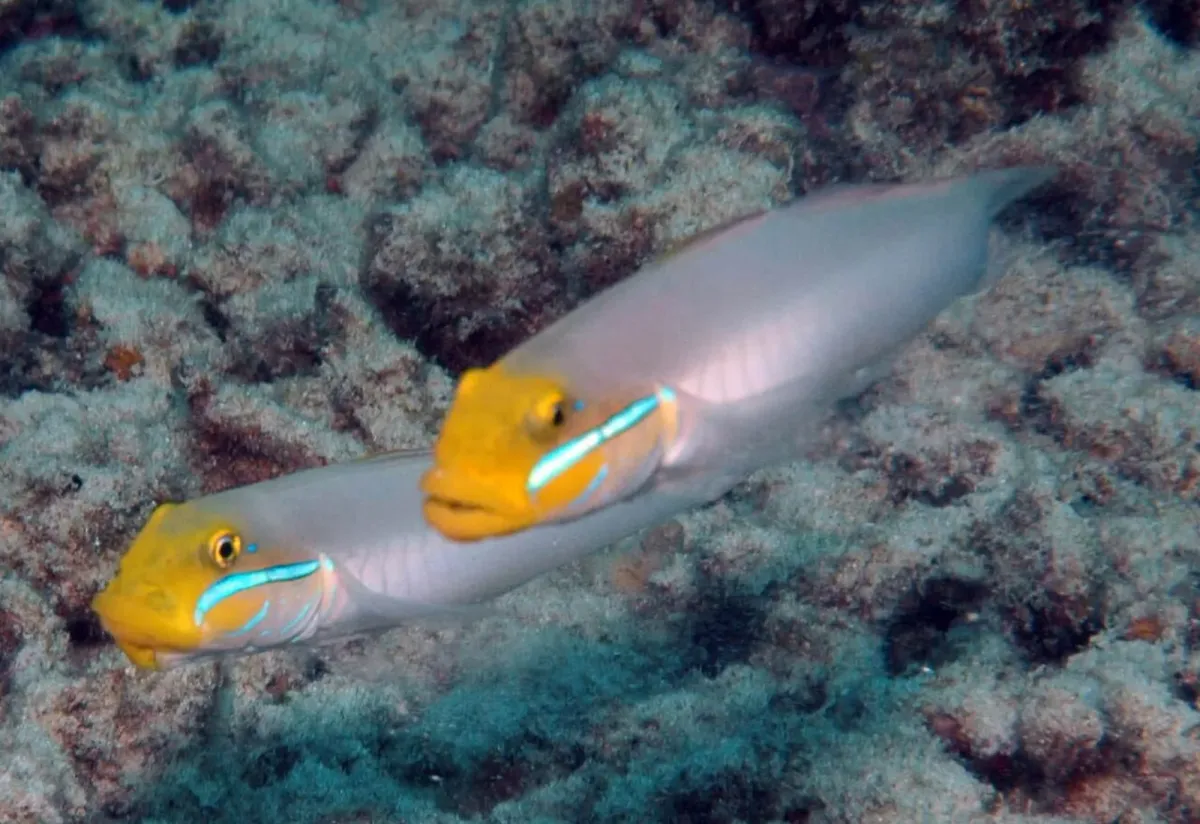 Sleeper gold head goby