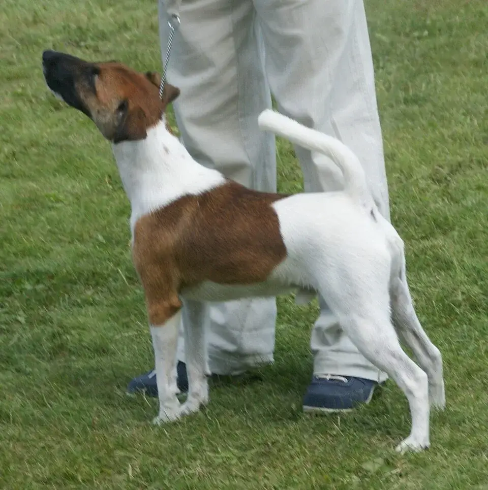 Smooth Fox Terrier