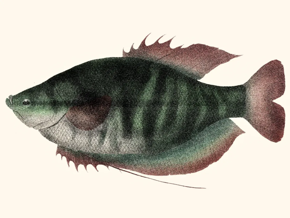 Snakeskin gourami