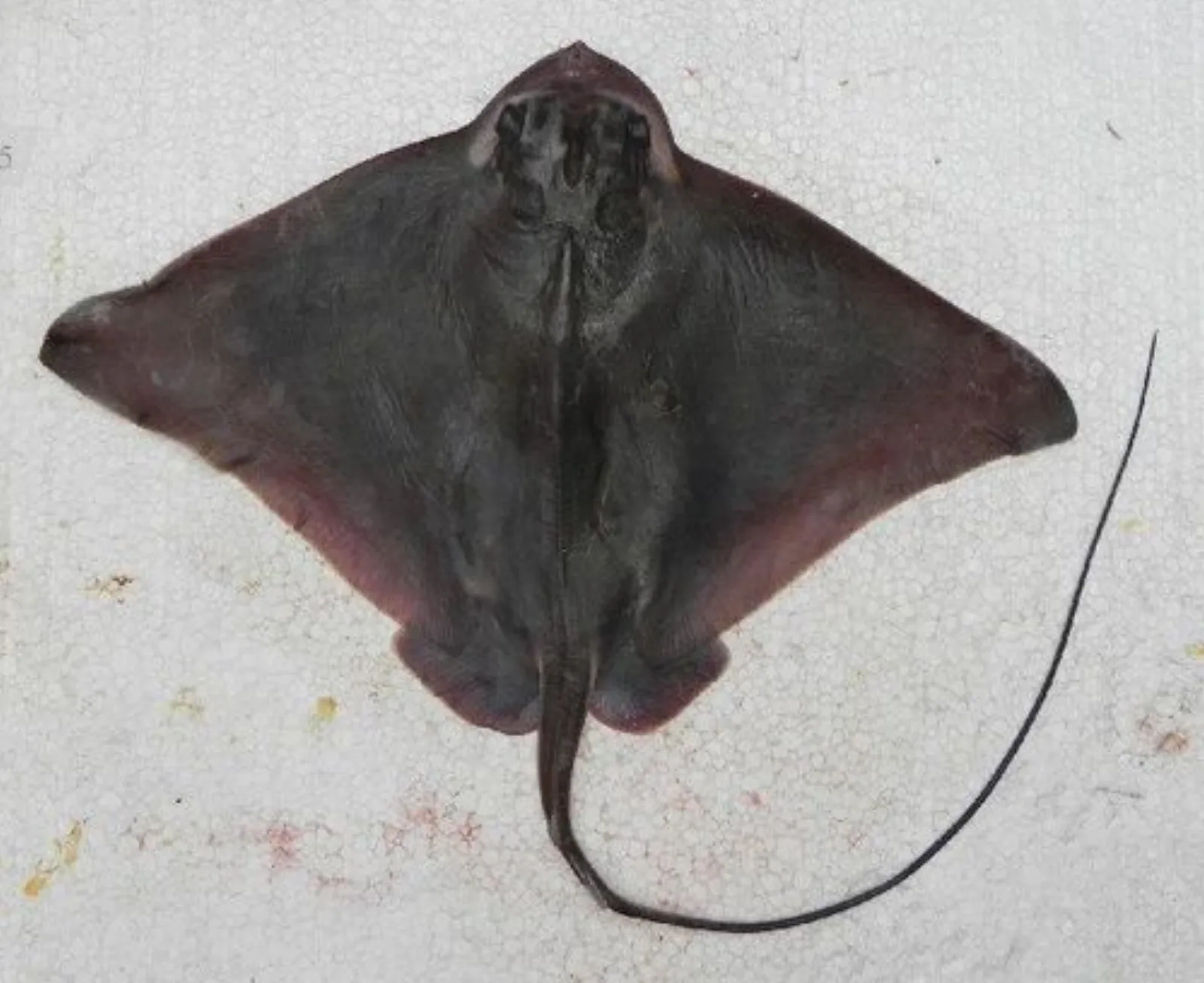 Southern eagle ray