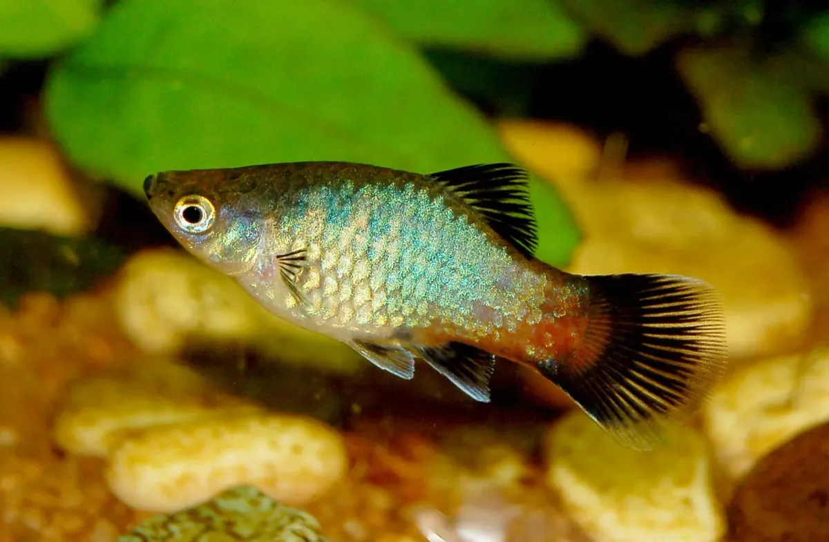 Southern platy