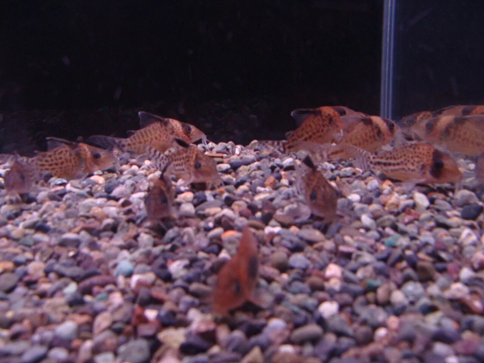 Spotted corydoras