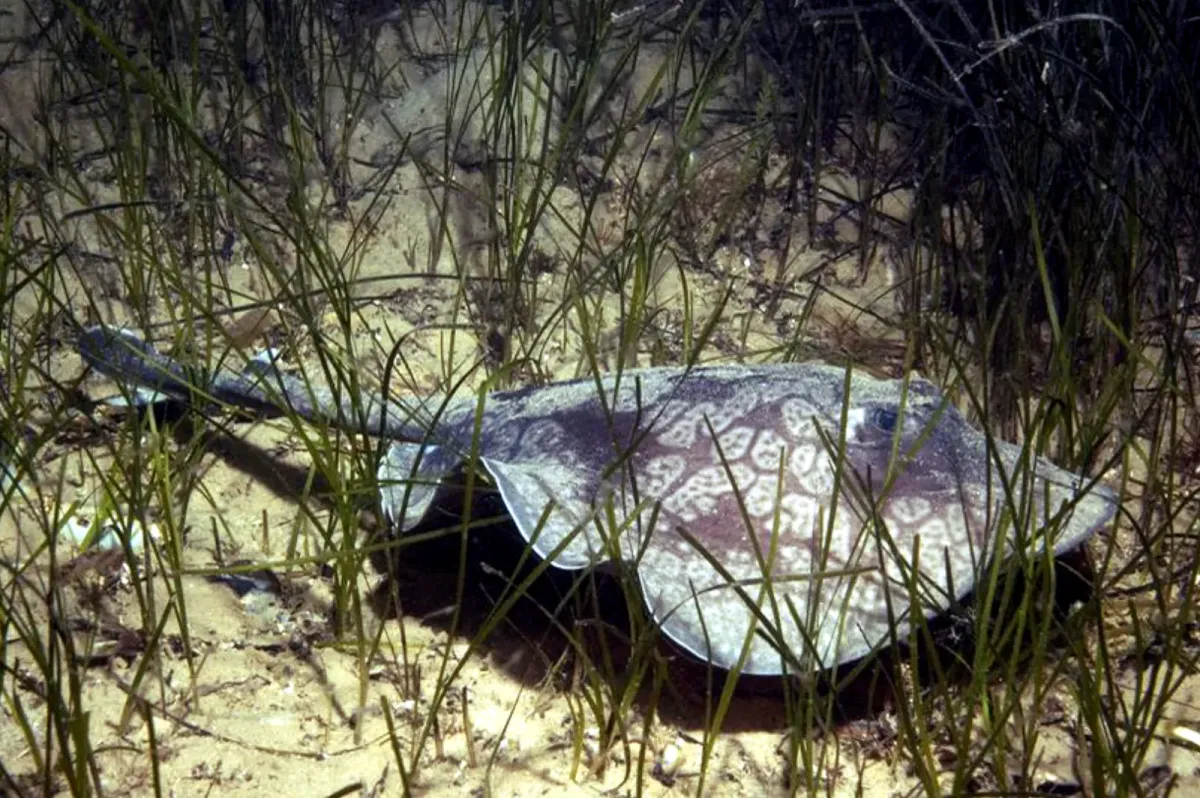 Spotted stingaree