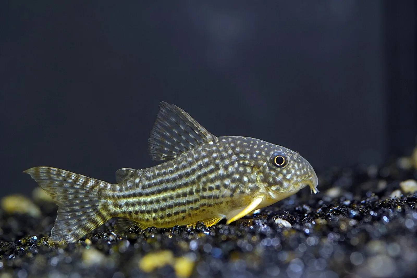 Sterba's corydoras