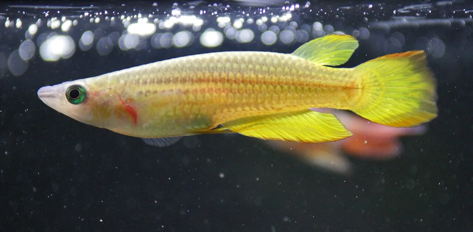 Striped panchax