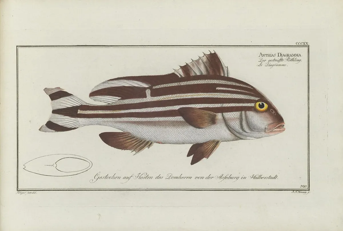 Striped sweetlips