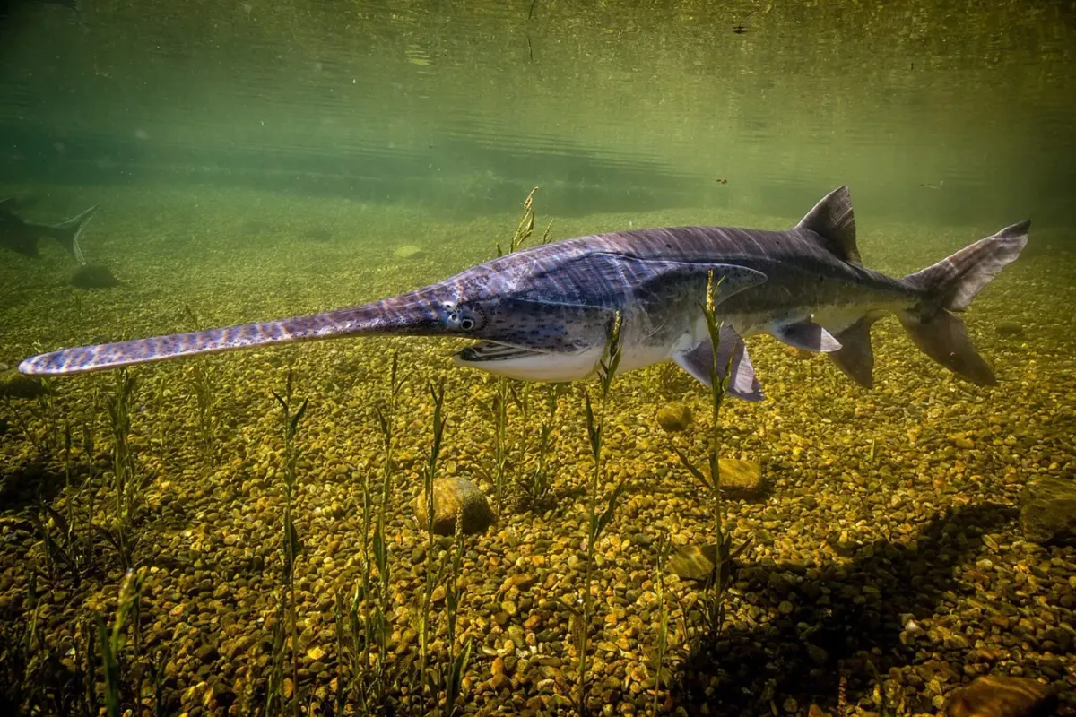 Sturddlefish
