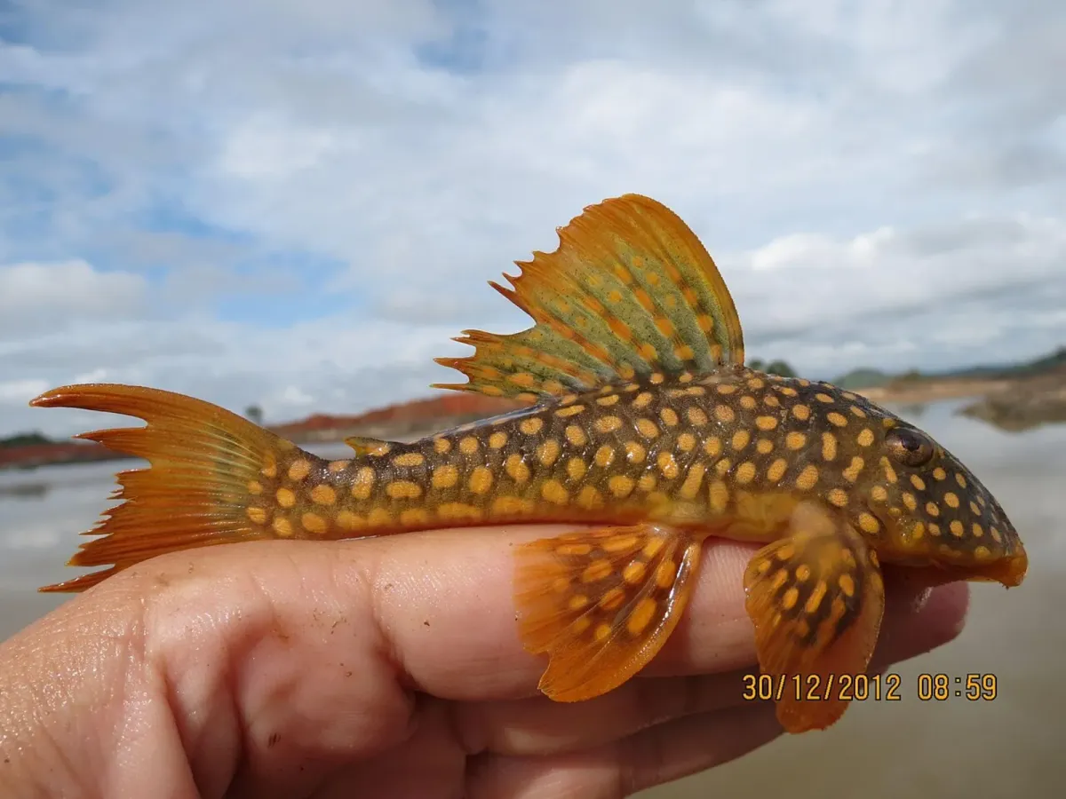 Sunshine pleco