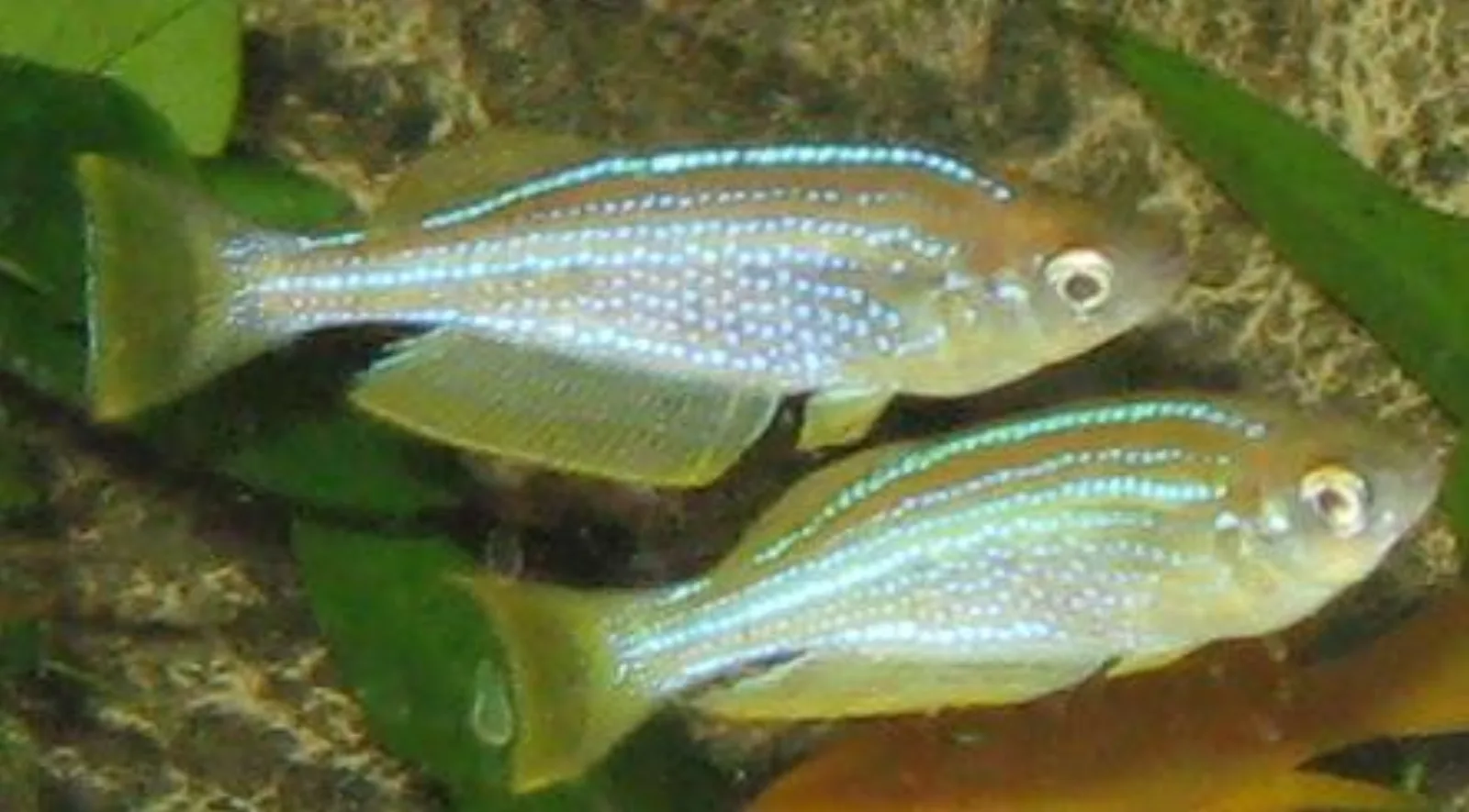 Tanganyika killifish