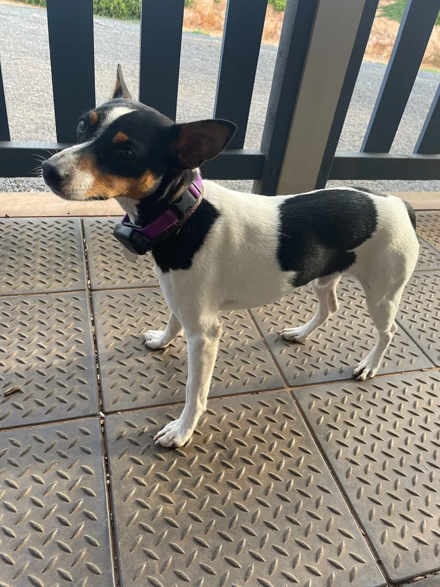 Tenterfield Terrier