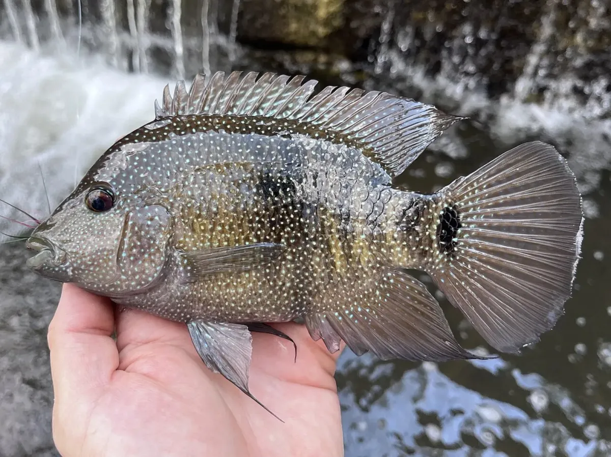 Texas cichlid