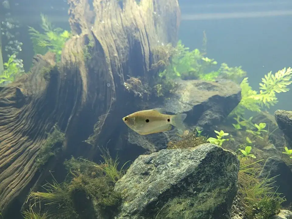 Three spot gourami