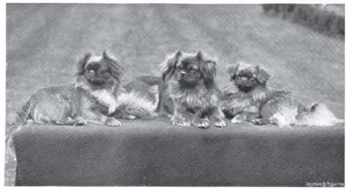 Tibetan spaniel