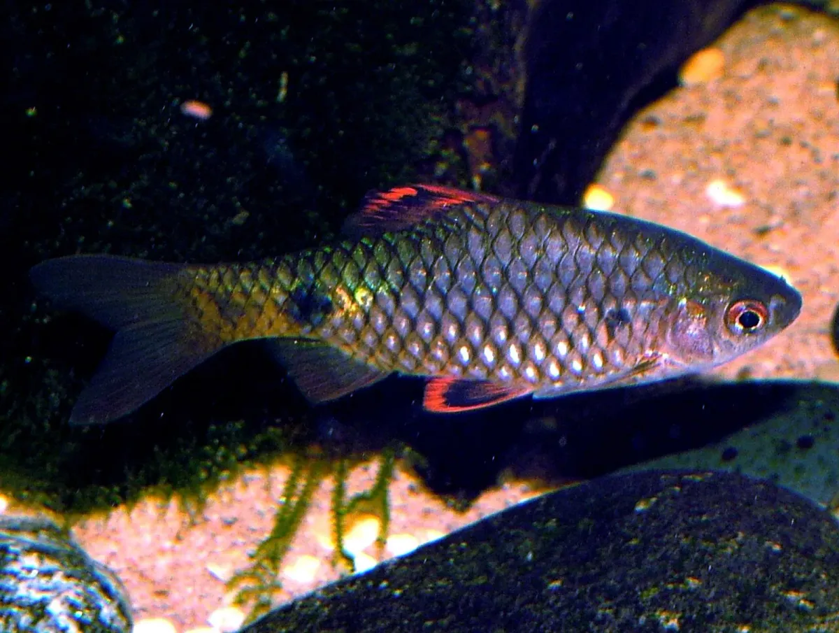 Tic-tac-toe barb