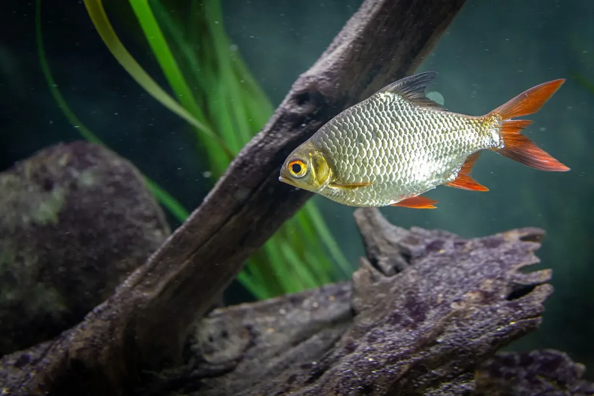 Tinfoil barb