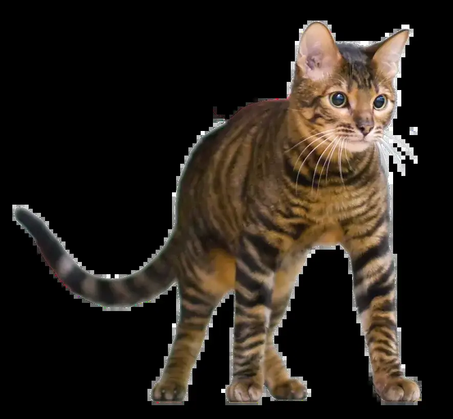 Toyger