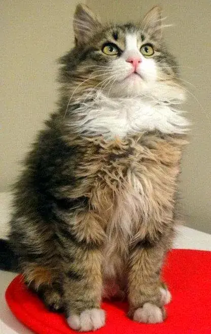 Turkish Angora