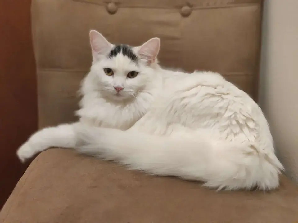 Turkish Van
