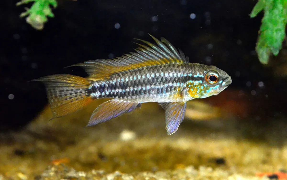 Two-striped dwarf cichlid