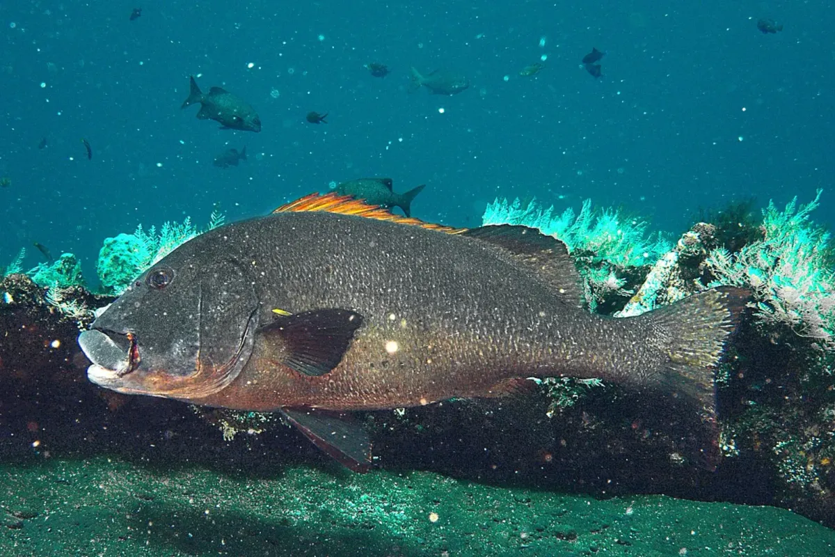 Twostriped sweetlips