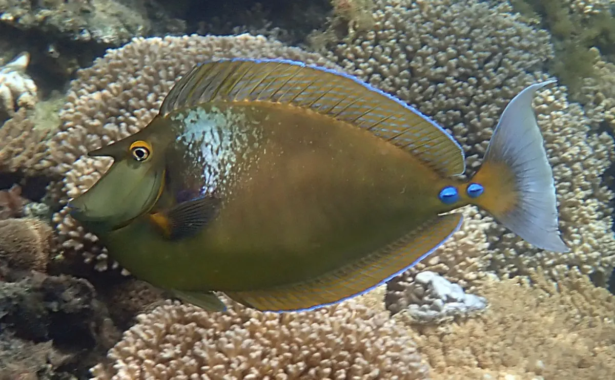 Unicorn tang