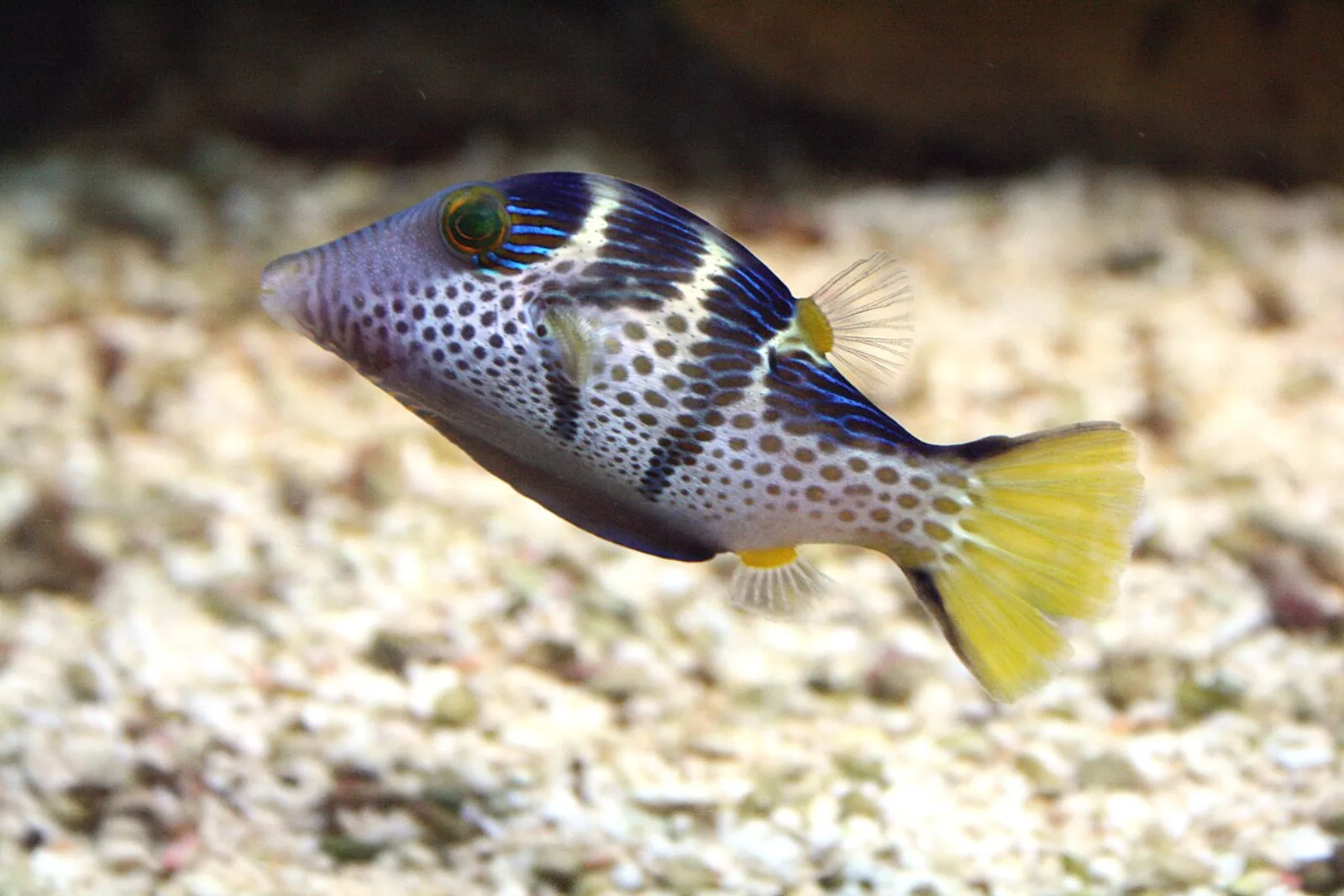 Valentini pufferfish