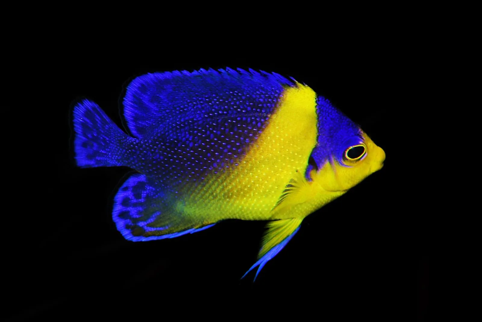 Venustus angelfish