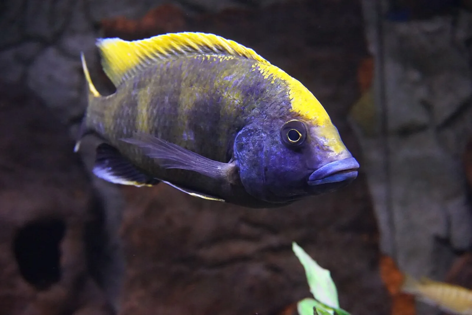 Venustus cichlid