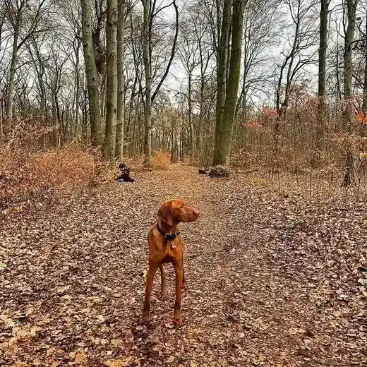 Vizsla