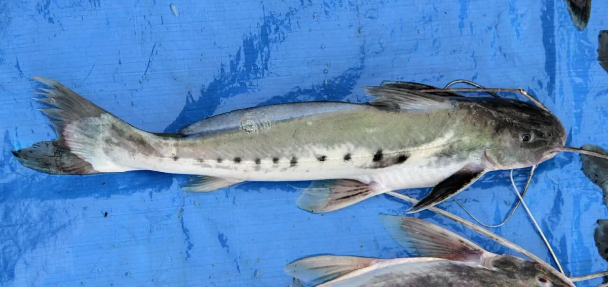 Vulture Catfish