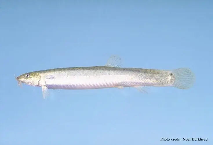 Weather Loach