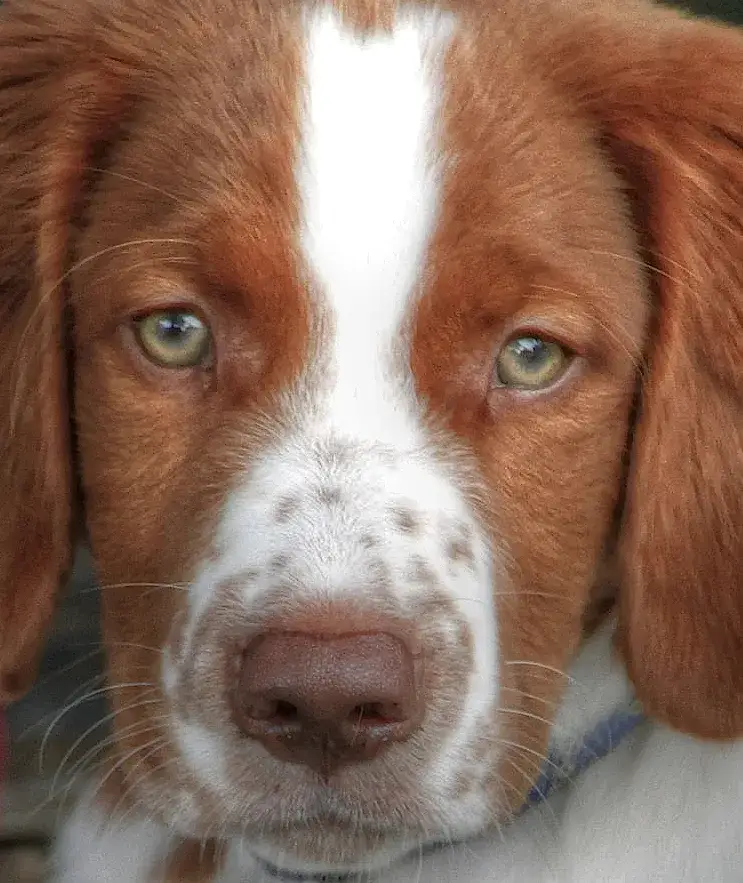 Welsh Springer Spaniel