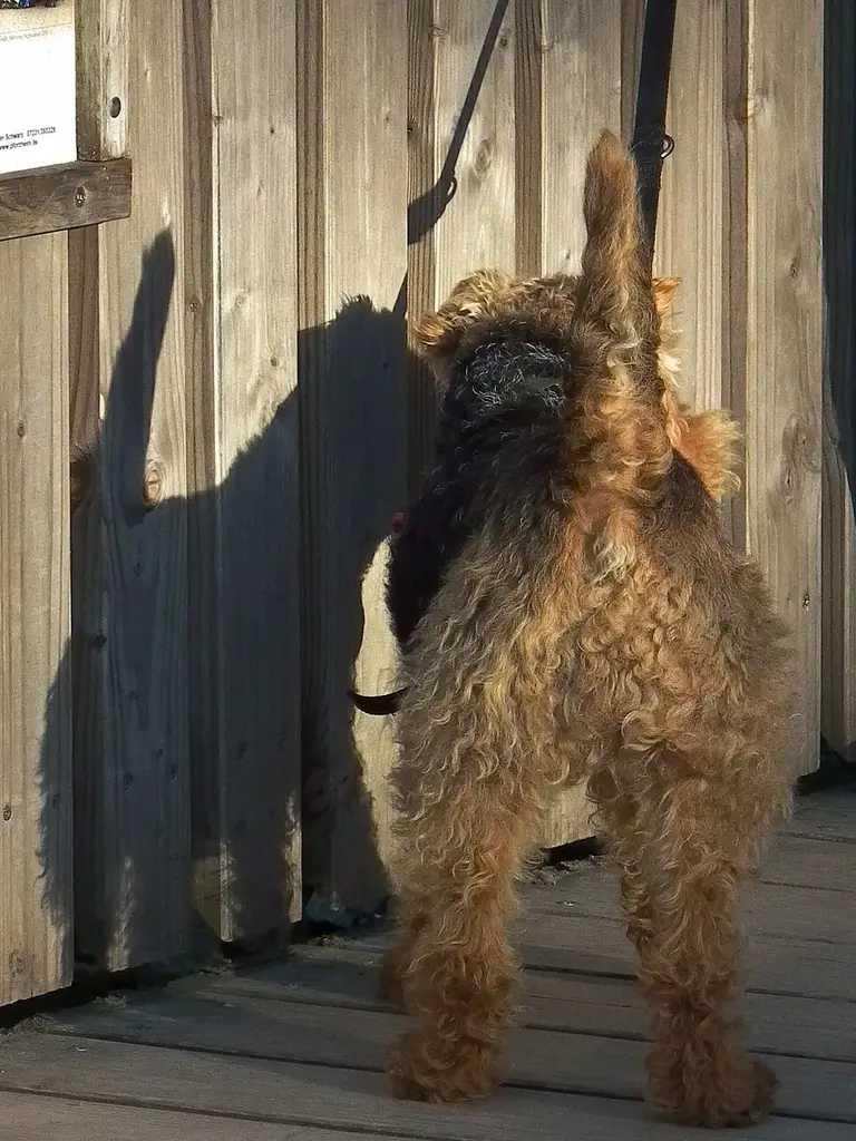 Welsh Terrier