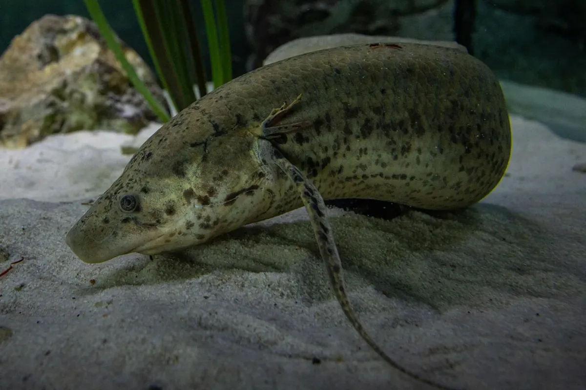 West African lungfish