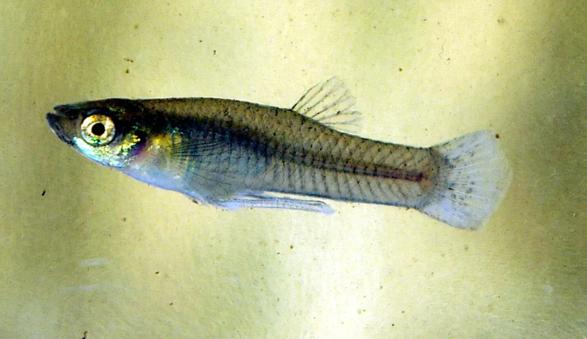 Western mosquitofish