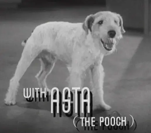 Wire Fox Terrier