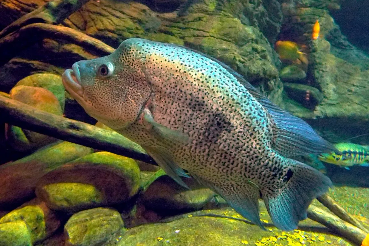 Wolf cichlid