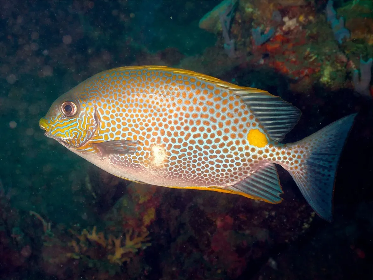 Yellow Blotch Rabbitfish