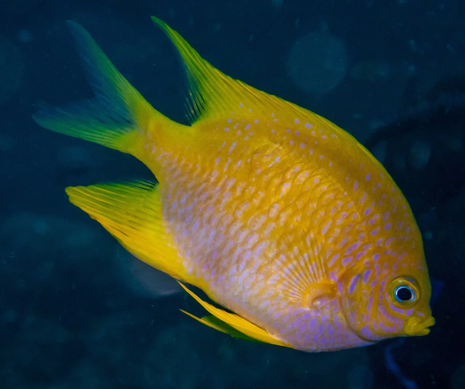 Yellow damsel