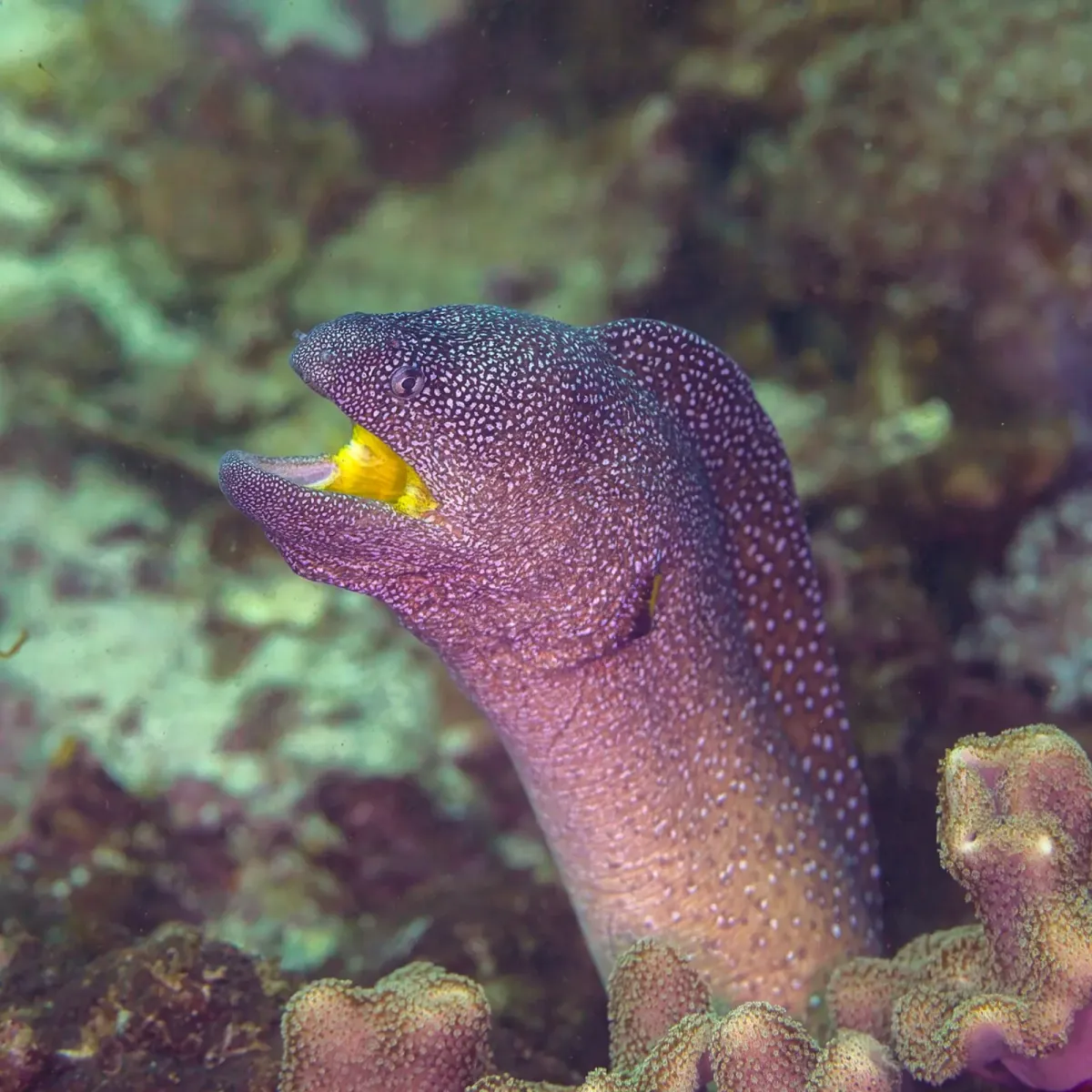 Yellow mouth moray eel