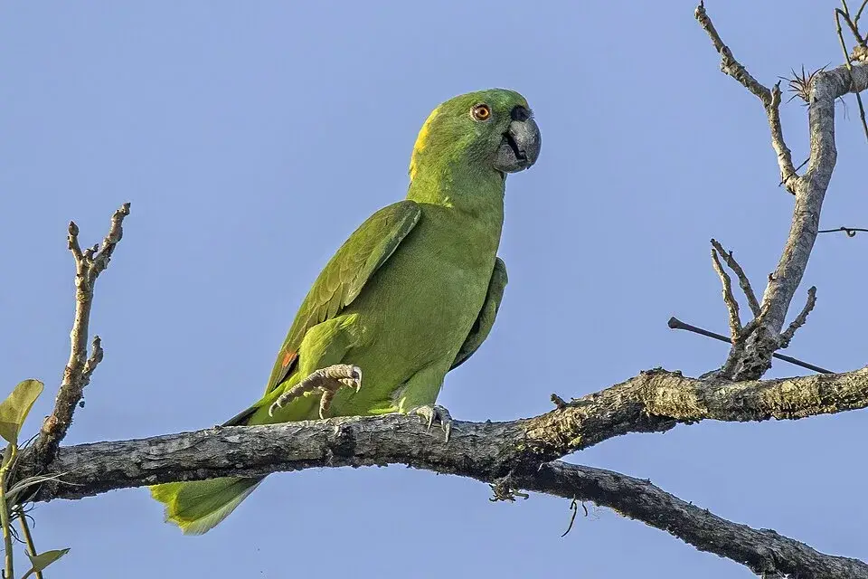 Yellow-naped amazon