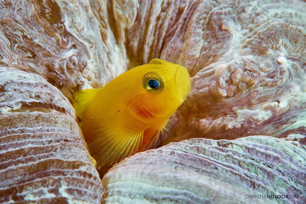 Yellow priolepis goby