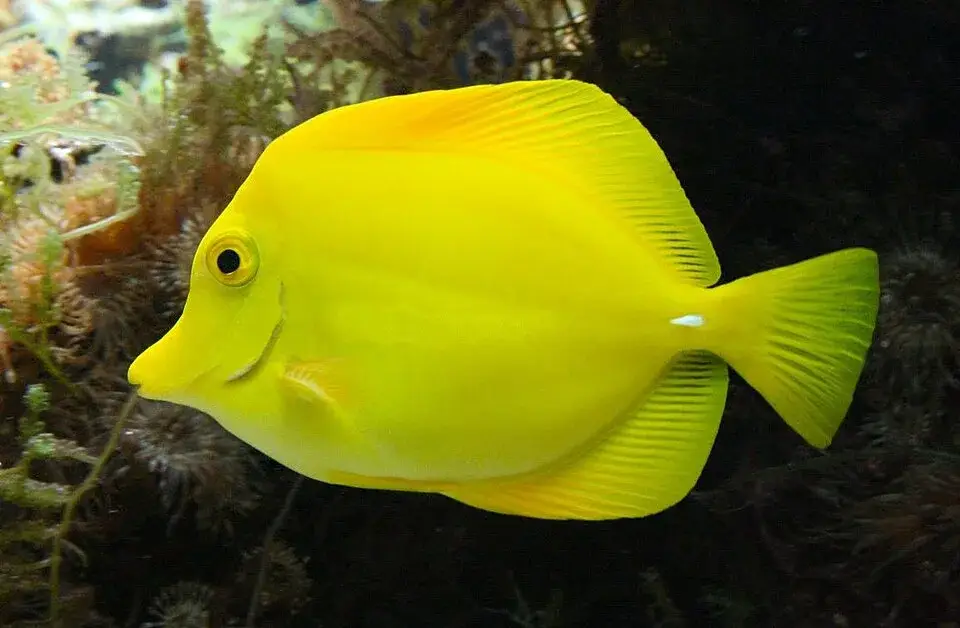 Yellow tang