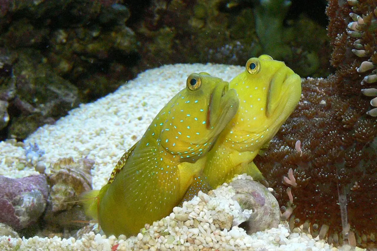 Yellow watchman goby