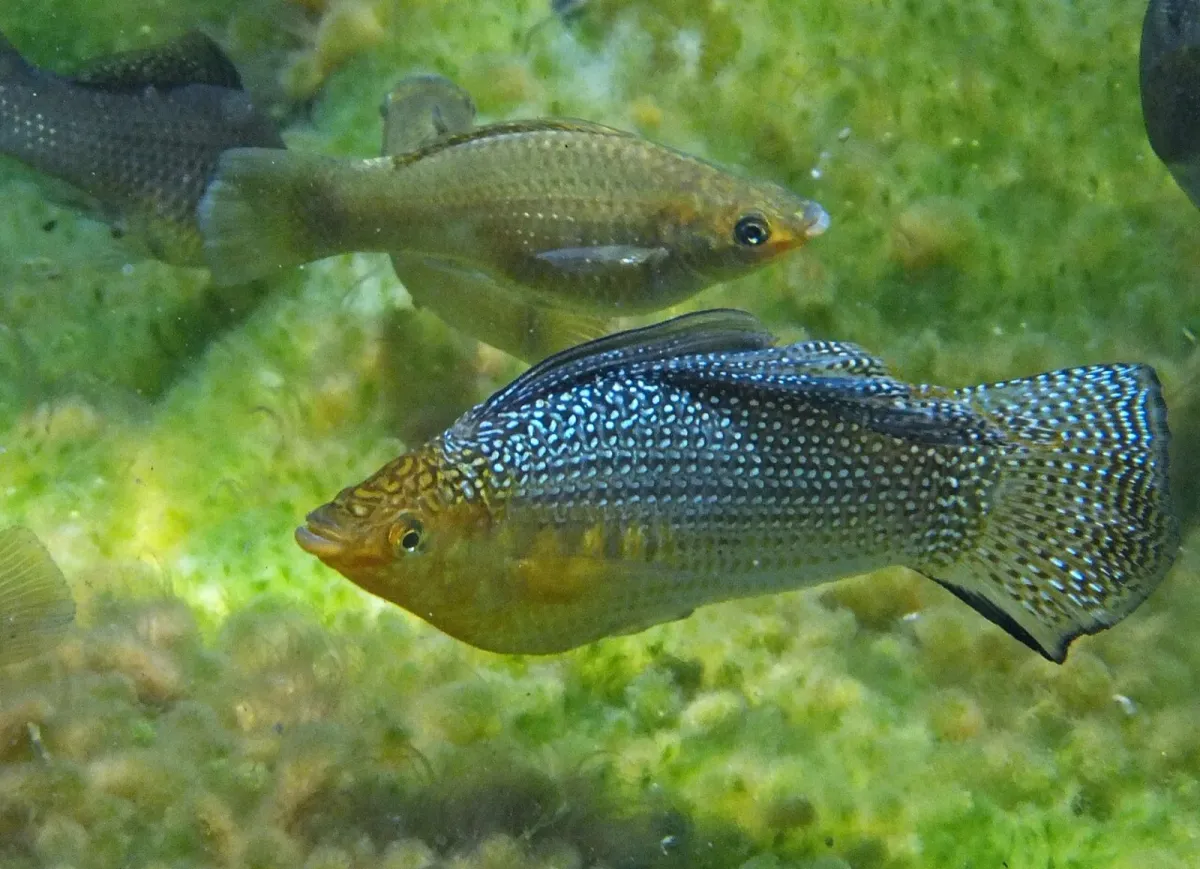 Yucatán molly